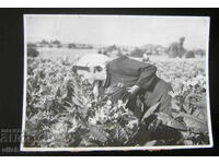 Tobacco Bulgaria tobacco picker ethno photography photo