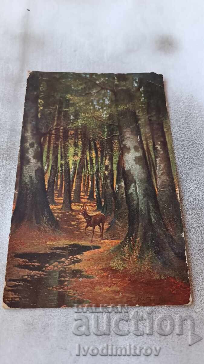 Postcard Deer in the Forest 1908 Postcard Deer in the Forest 1908