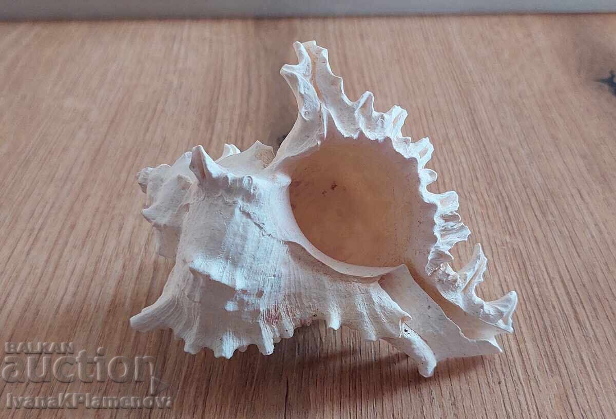 Раковина за ценители отлична с цена 20.00 лв. | € 10.23