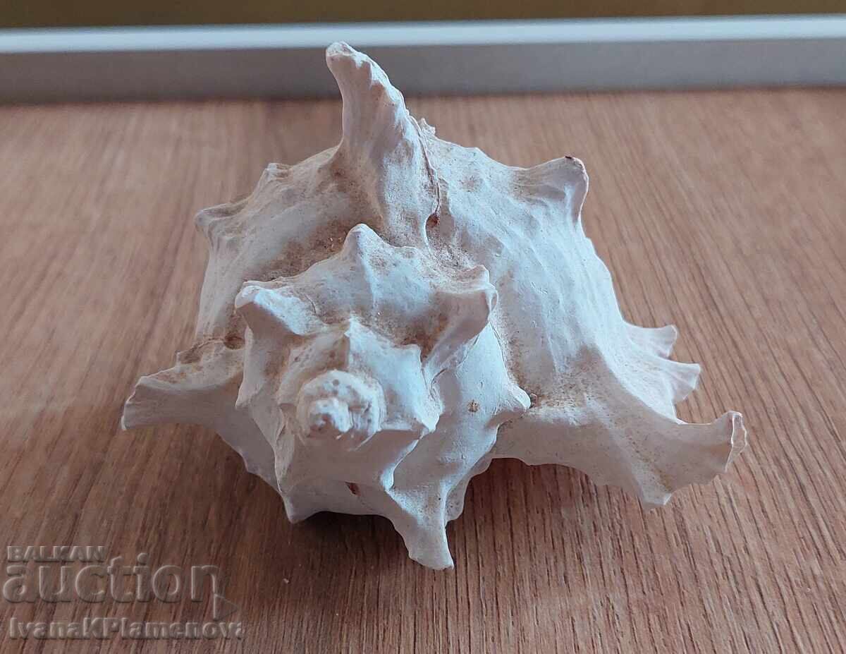 Δημοπρασία Εξαιρετικός γνώστης νεροχύτης