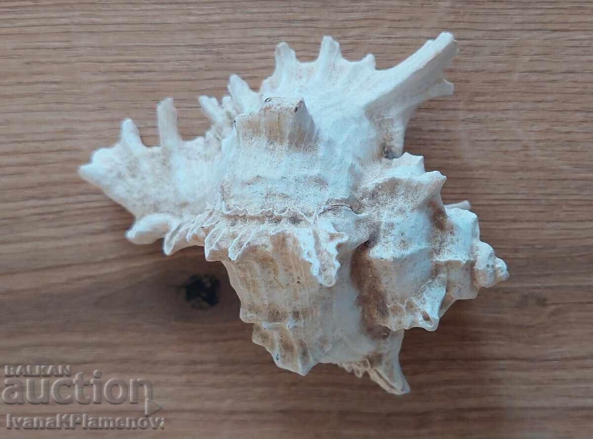 Доставка на Раковина за ценители отлична