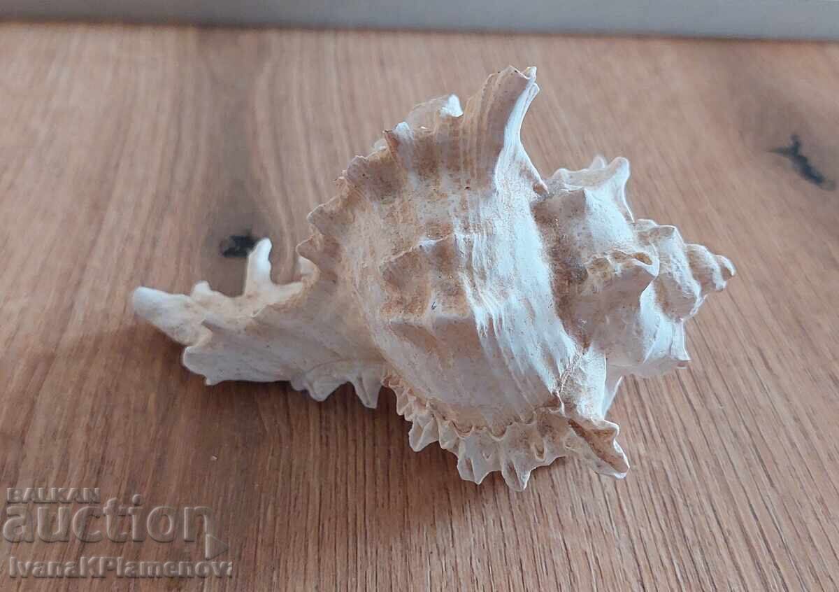 Раковина за ценители отлична - 5