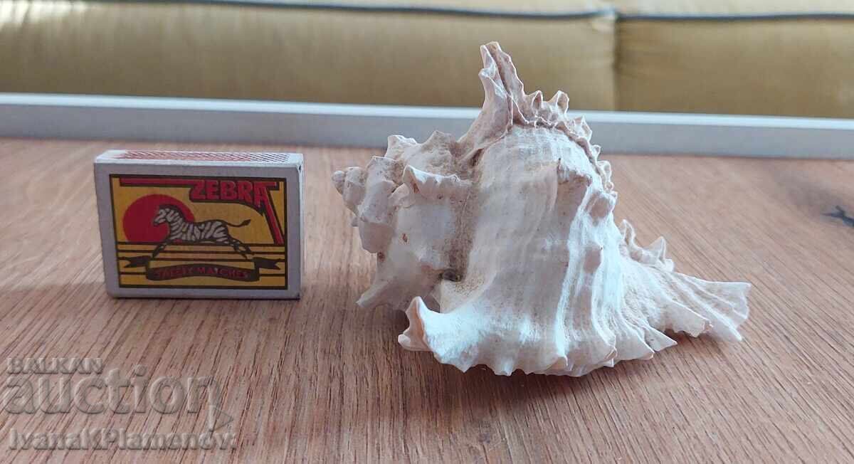 Раковина за ценители отлична - 6