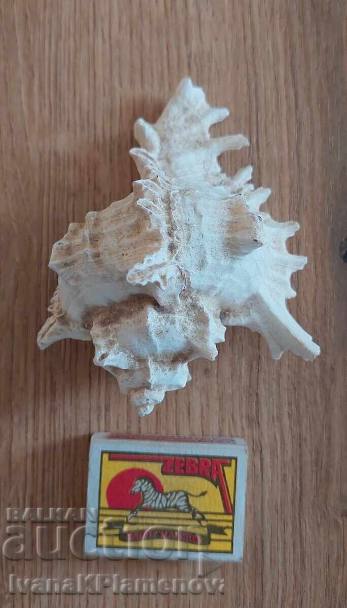 Раковина за ценители отлична - 7