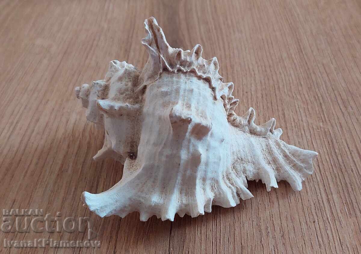 Раковина за ценители отлична