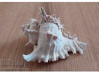 Excellent connoisseur sink