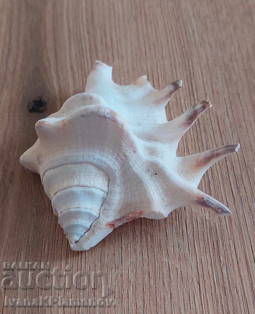 Ένας νεροχύτης για τους γνώστες με τιμή € 8.00 | 15.65 BGN