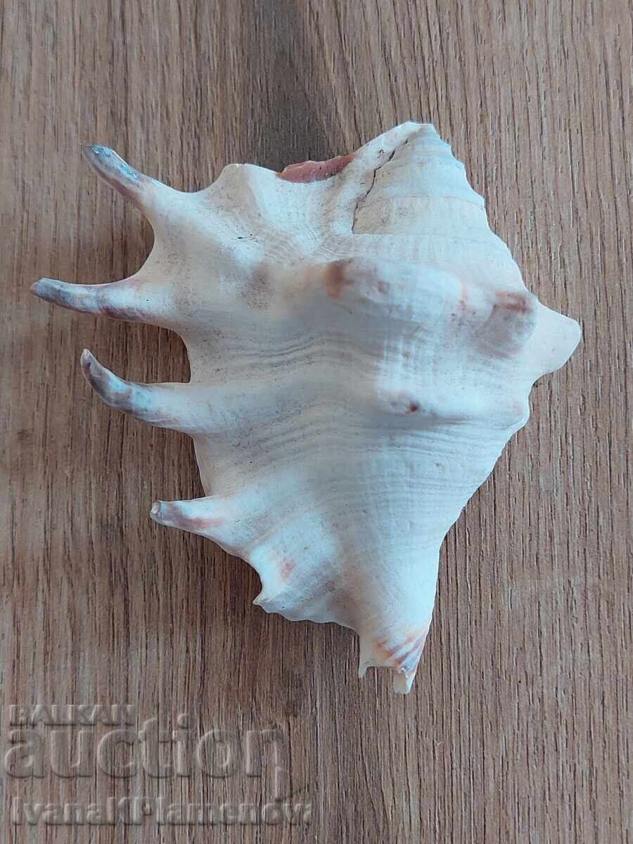 A sink for connoisseurs A sink for connoisseurs