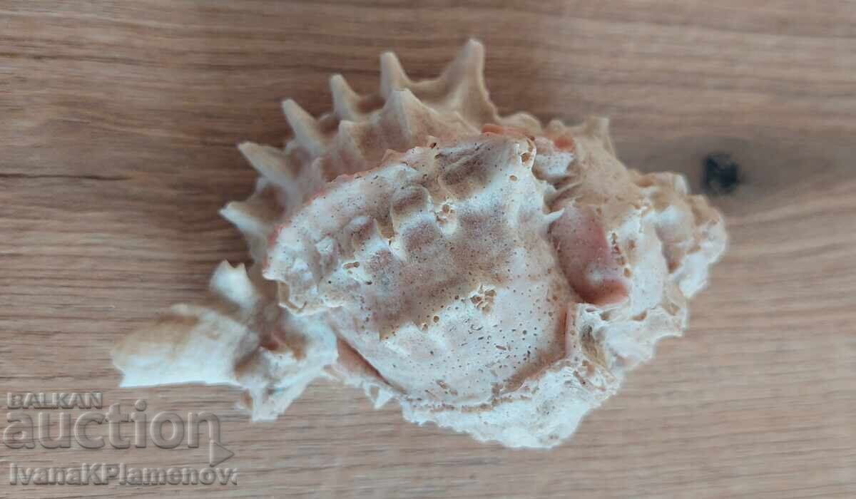 Ένας νεροχύτης για τους γνώστες με τιμή 15.00 BGN | € 7.67 Ένας νεροχύτης για τους γνώστες με τιμή 15.00 BGN | € 7.67