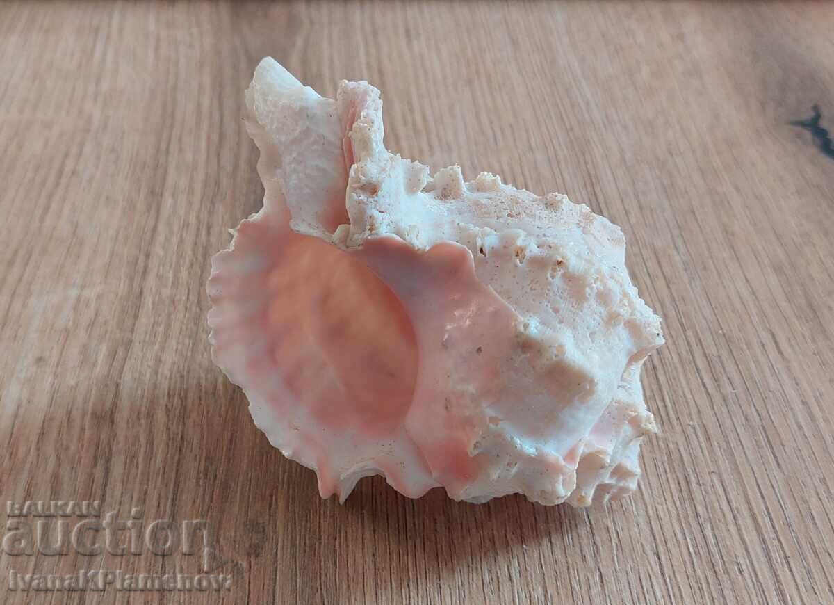 Ένας νεροχύτης για τους γνώστες - 5 Ένας νεροχύτης για τους γνώστες - 5