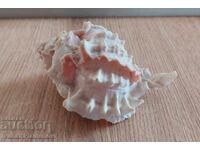 A sink for connoisseurs