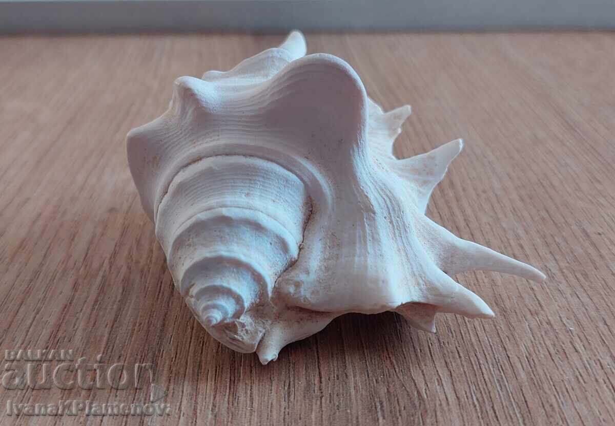 A sink for connoisseurs with price 15.00 BGN | € 7.67