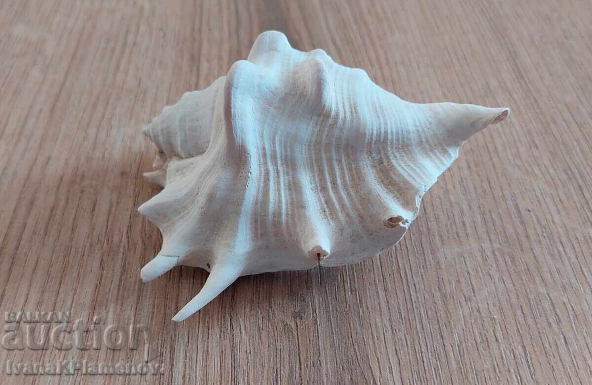 Auction  A sink for connoisseurs