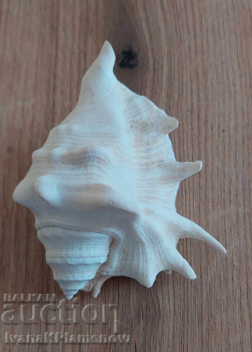 A sink for connoisseurs