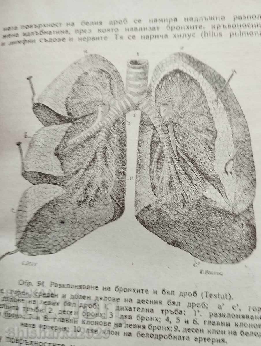Auction A short textbook on human anatomy Auction A short textbook on human anatomy