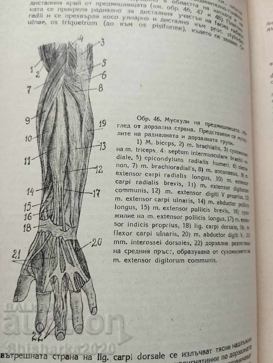 Auction Anatomy of the human musculoskeletal system Auction Anatomy of the human musculoskeletal system