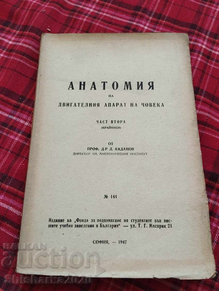 Anatomy of the human musculoskeletal system Anatomy of the human musculoskeletal system