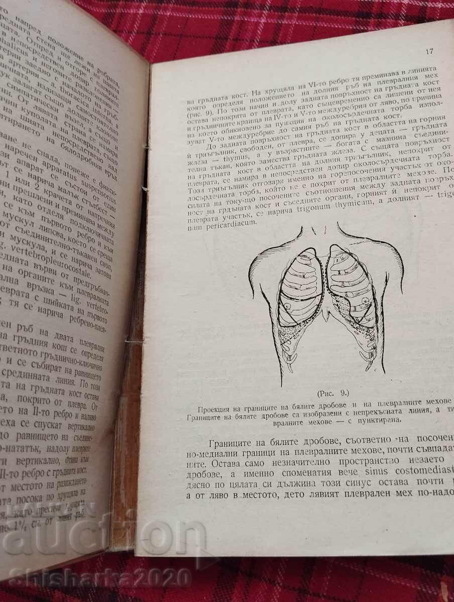 Auction Human Anatomy - Heart and Internal Organs Auction Human Anatomy - Heart and Internal Organs