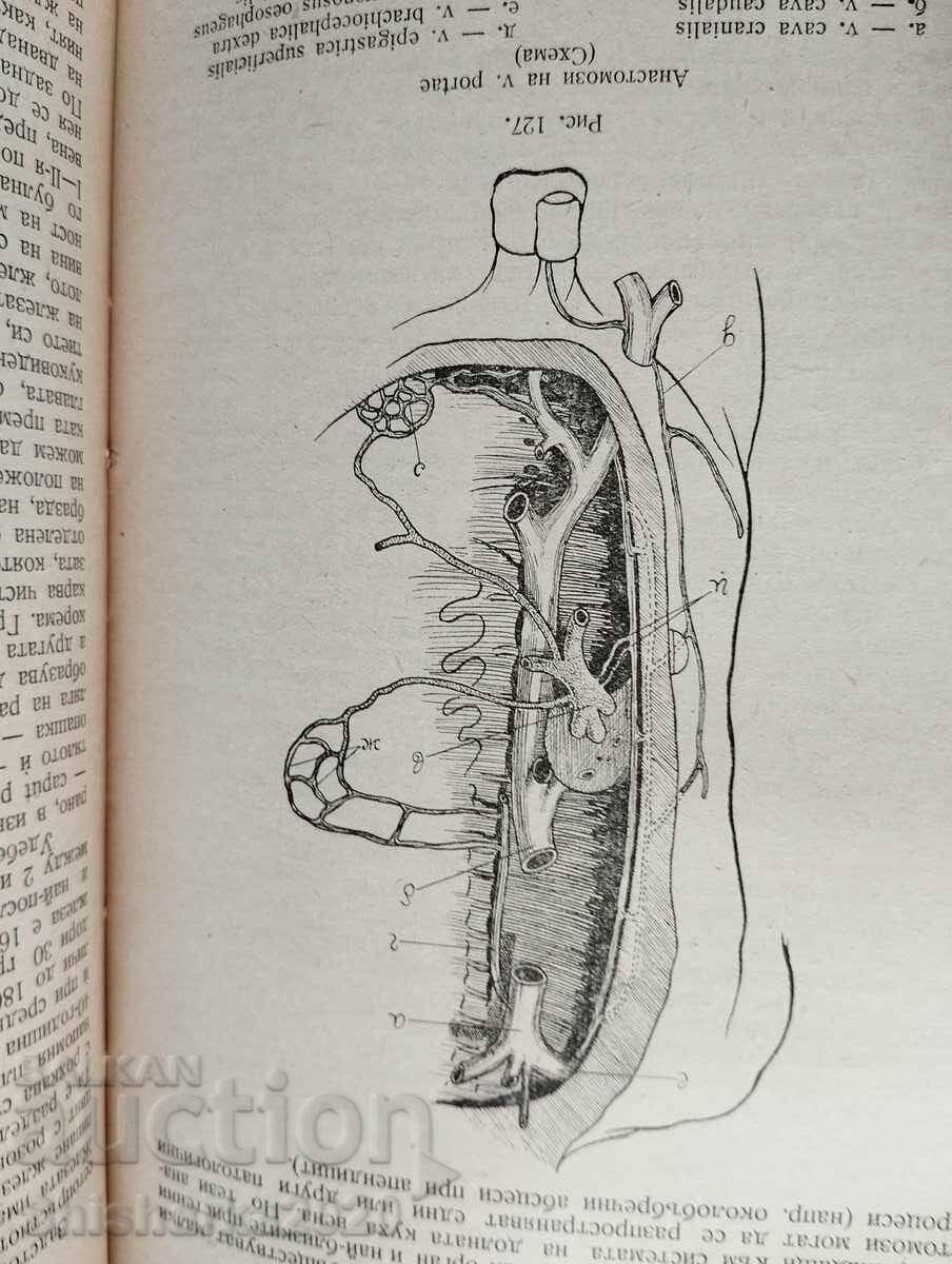 Delivery of Human Anatomy - Heart and Internal Organs Delivery of Human Anatomy - Heart and Internal Organs