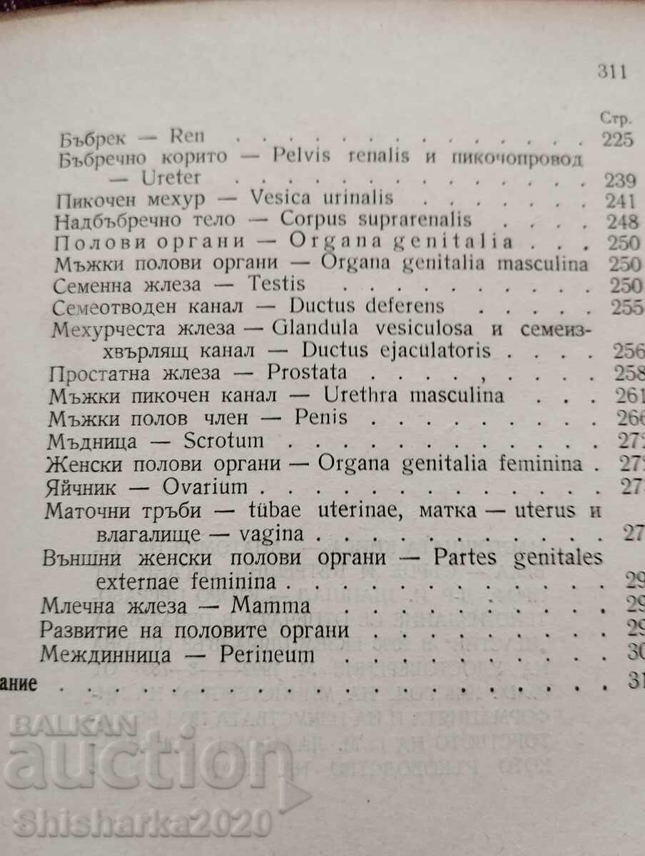 Human Anatomy - Heart and Internal Organs - 6 Human Anatomy - Heart and Internal Organs - 6
