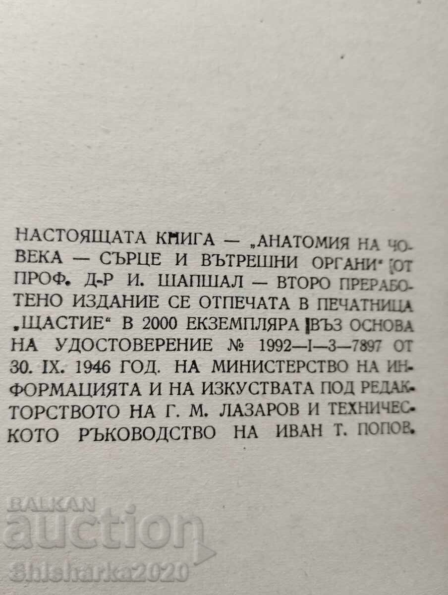 Human Anatomy - Heart and Internal Organs - 7 Human Anatomy - Heart and Internal Organs - 7