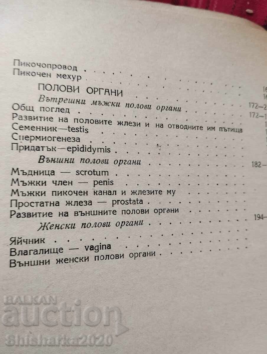 Human Anatomy - Internal Organs - 5 Human Anatomy - Internal Organs - 5