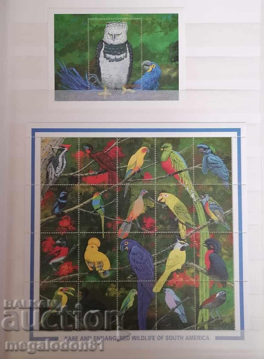 Guyana - fauna, specii rare de pasari din America de Sud