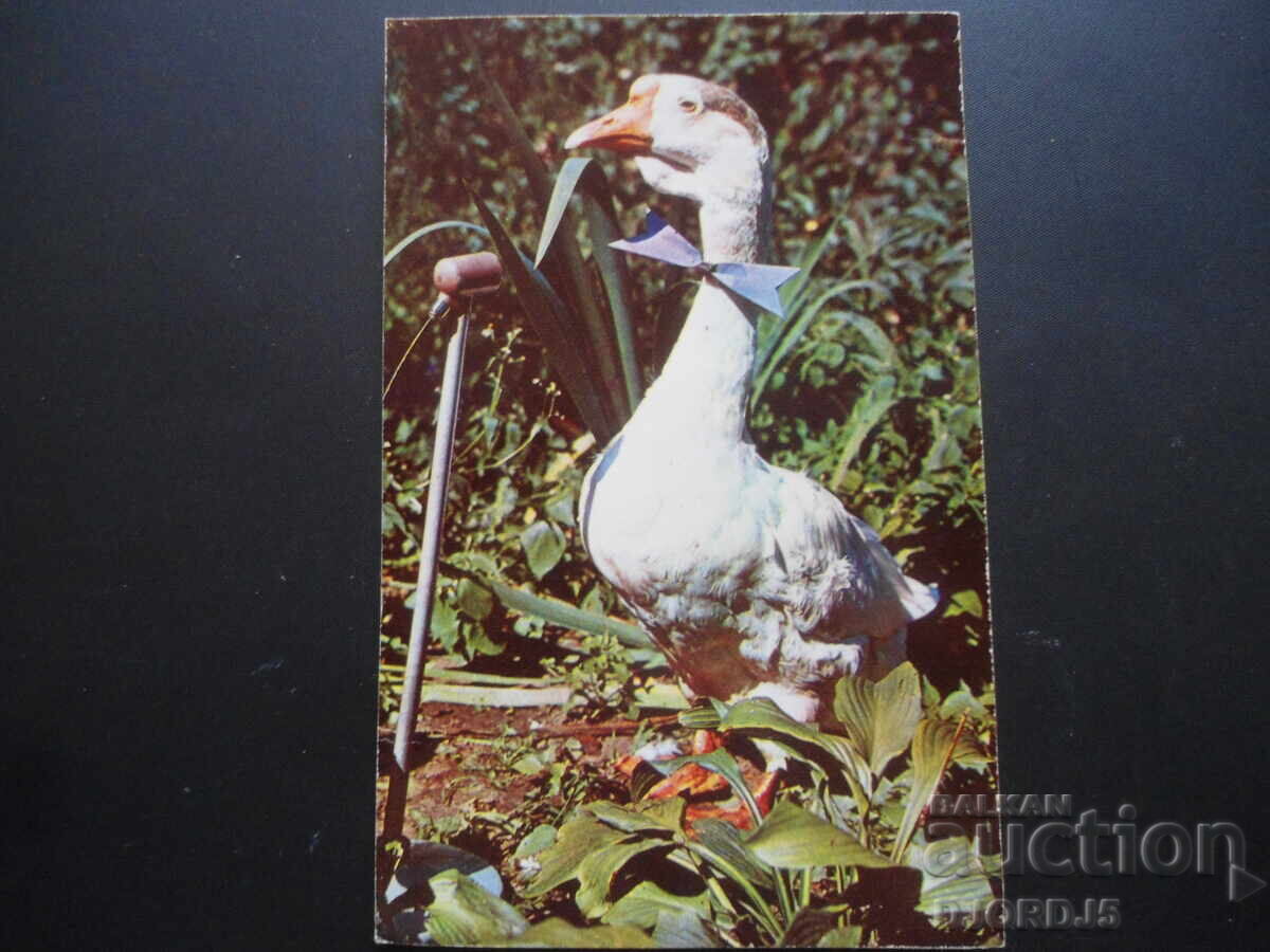 „Taci, te rog!”, veche carte poștală rusească „Taci, te rog!”, veche carte poștală rusească