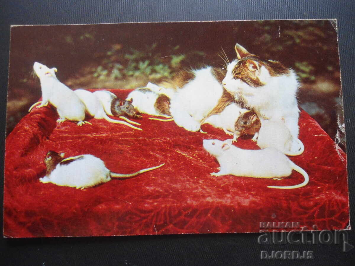 "And with this mother we are fine...", Old Russian card "And with this mother we are fine...", Old Russian card