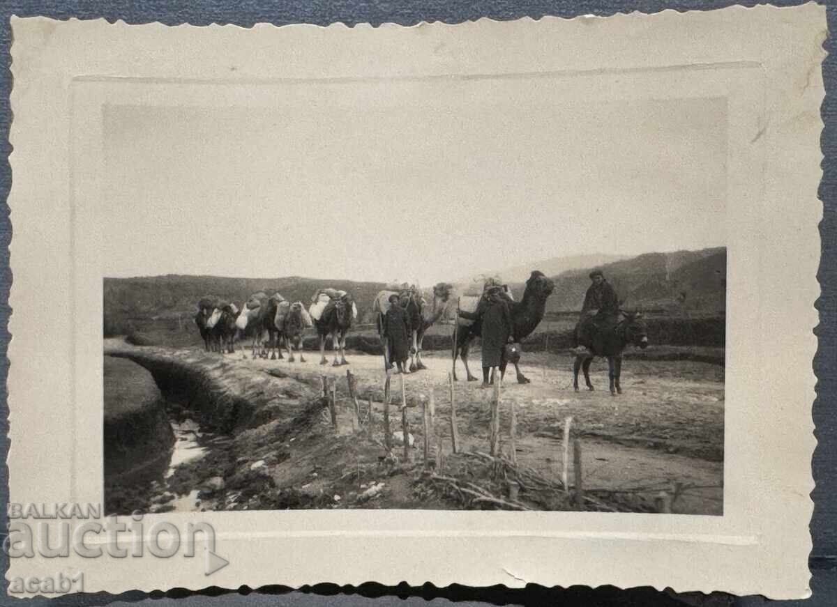 Military Camel Convoy Camels Dobrudja with price 29.99 BGN | € 15.33 Military Camel Convoy Camels Dobrudja with price 29.99 BGN | € 15.33