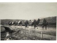 Military Camel Convoy Camels Dobrudja