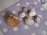 ✅ FOSSIL | SEA URCHIN, Mussels, BRACHIOPODS❗