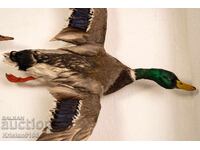 Male duck in flight