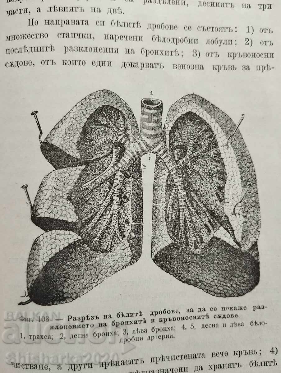Auction Human Anatomy, Physiology and Hygiene Auction Human Anatomy, Physiology and Hygiene
