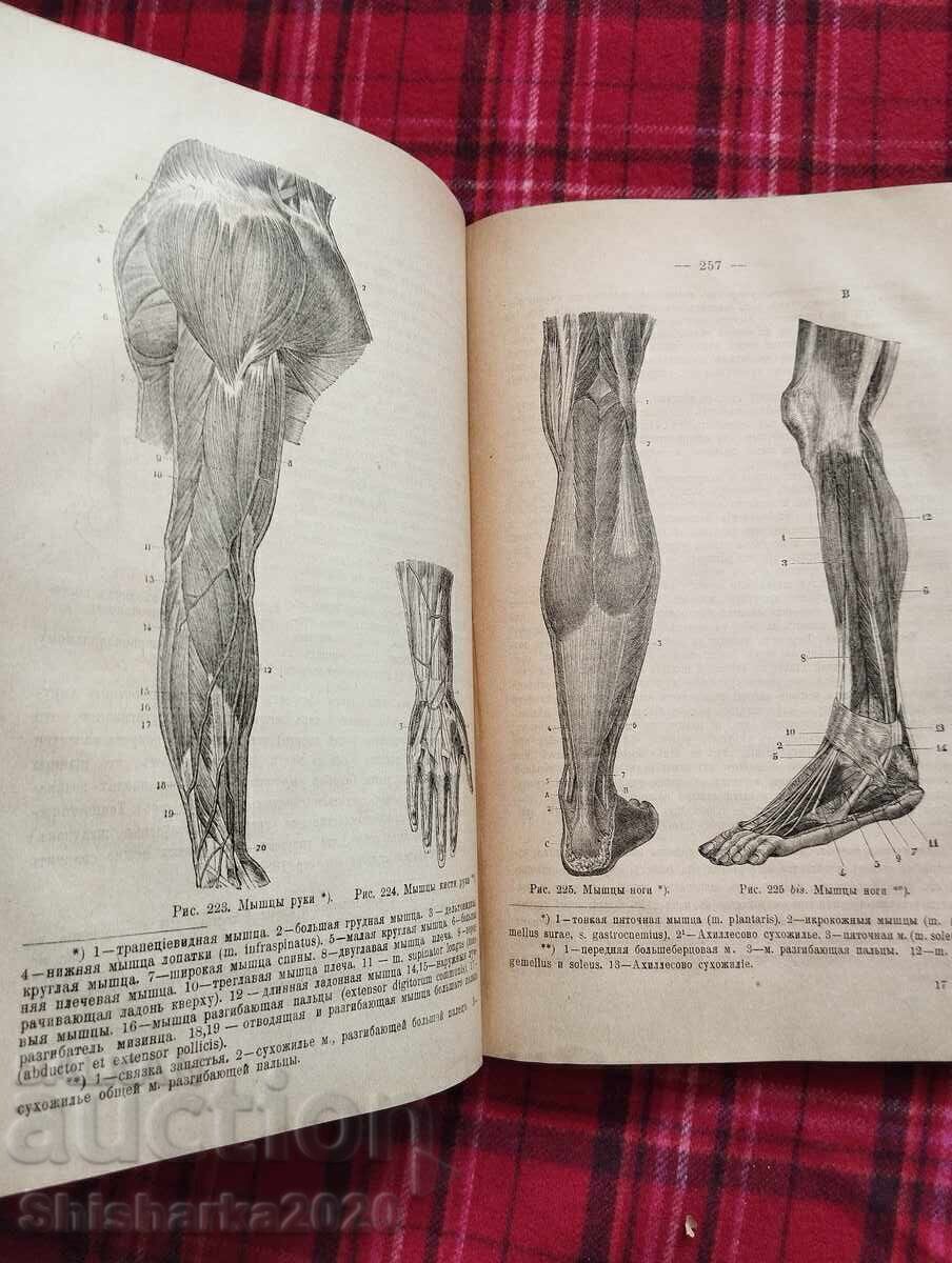 Anatomia și fiziologia umană - 5