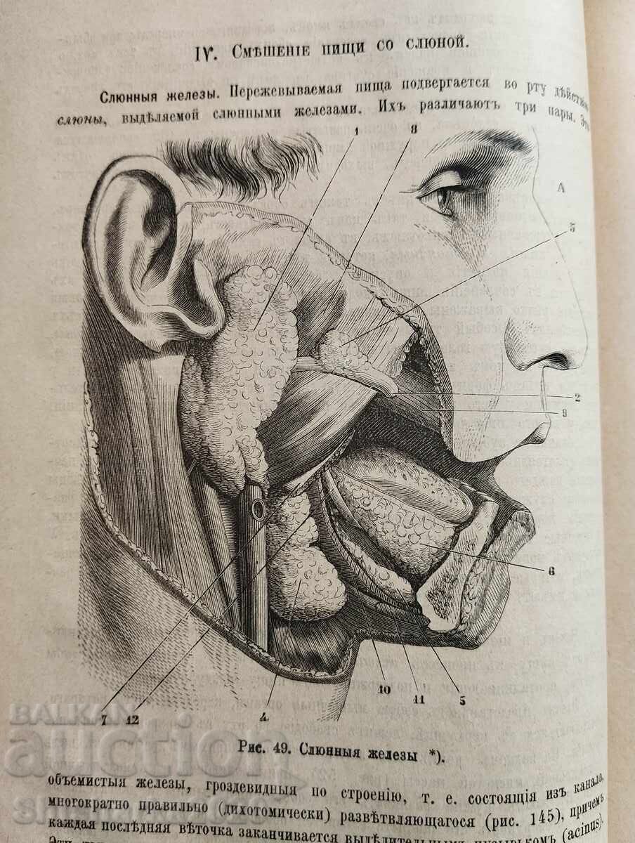 Anatomia și fiziologia umană - 7