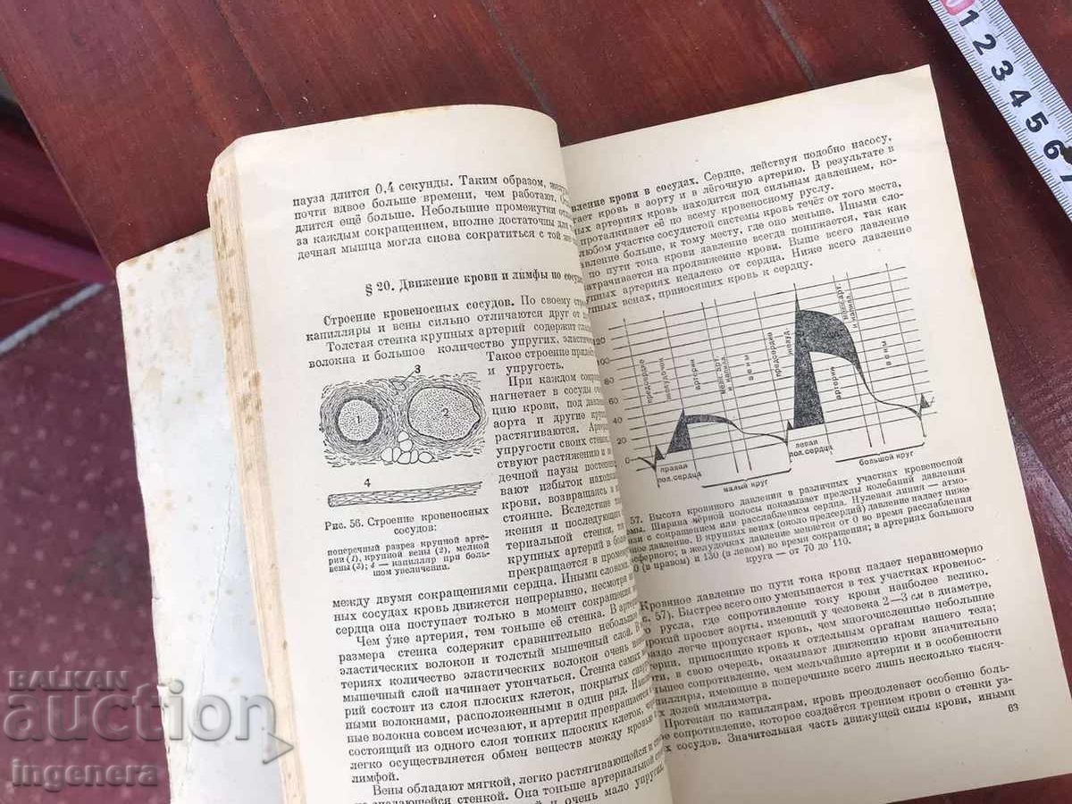 Manual A.N. KABANOV - ANATOMIA OMULUI - 1949 - 7