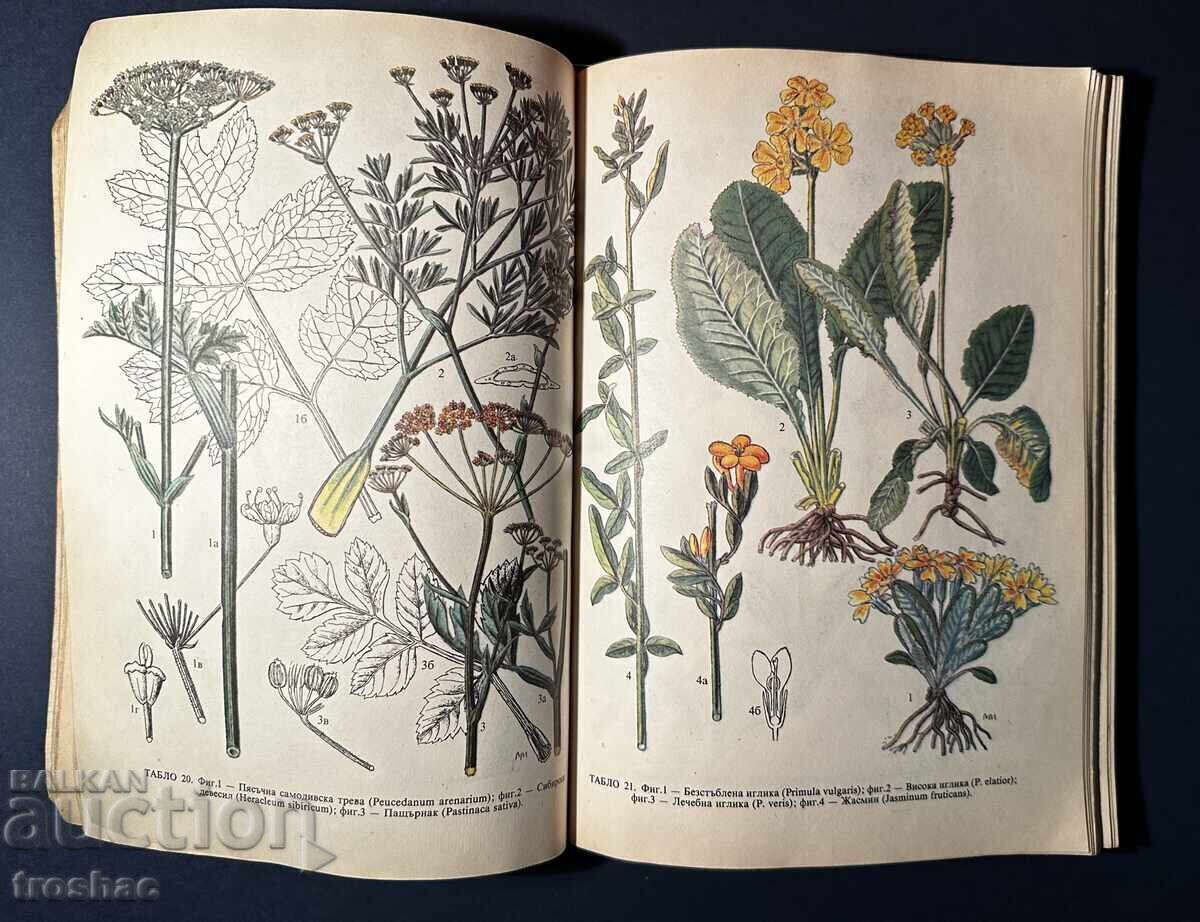 Old Book Identification and Collection of Herbs / Boris Kitanov with price 25.00 BGN | € 12.78 Old Book Identification and Collection of Herbs / Boris Kitanov with price 25.00 BGN | € 12.78