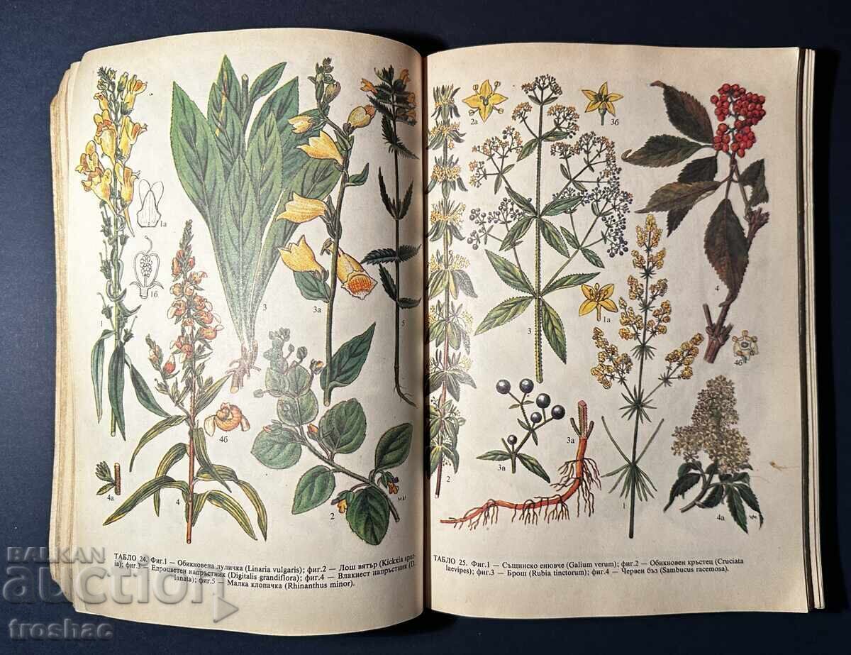 Old Book Identification and Collection of Herbs / Boris Kitanov - 7 Old Book Identification and Collection of Herbs / Boris Kitanov - 7
