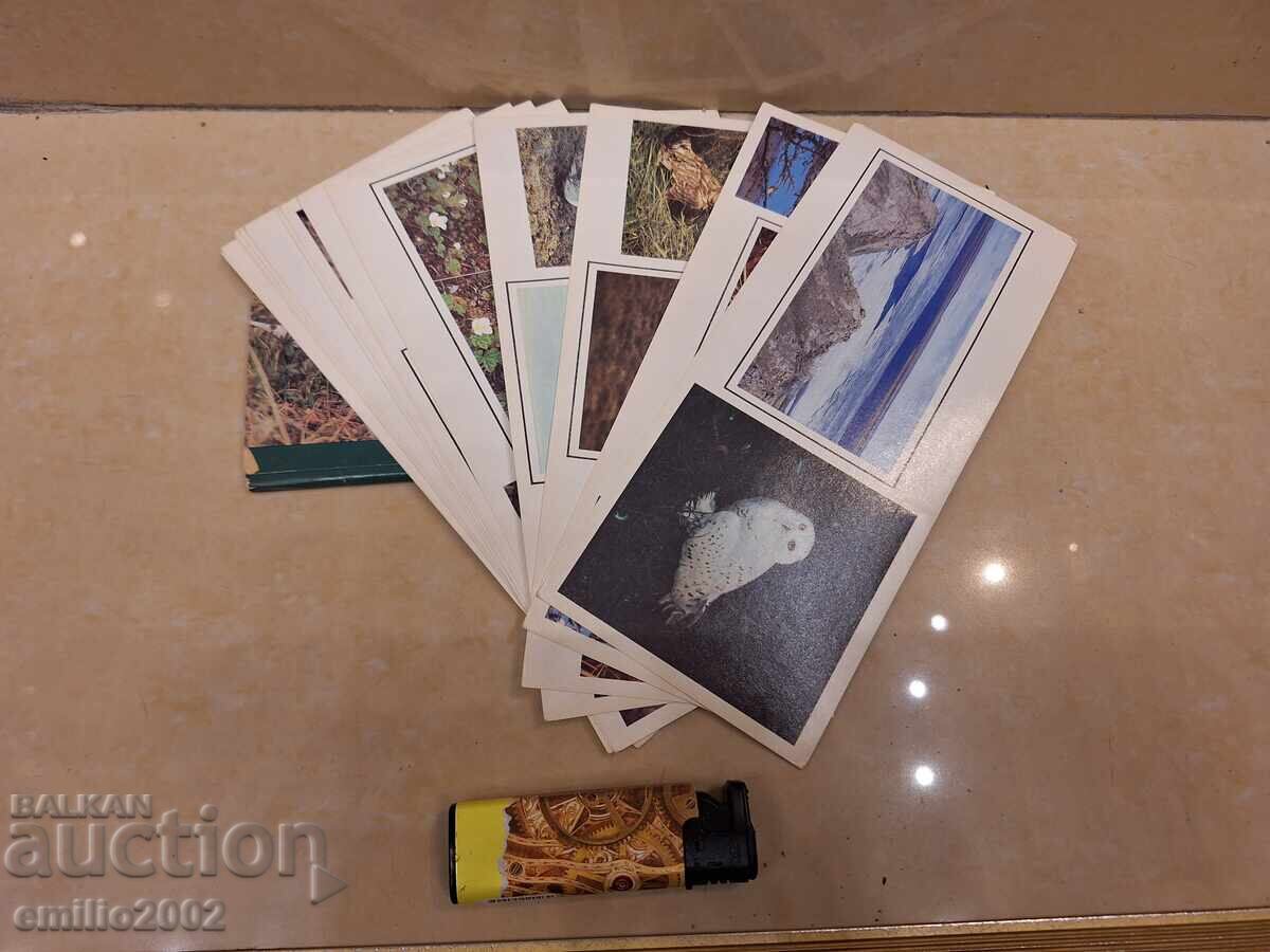 Felicitări Păsările lumii cu preț 2.50 BGN | € 1.28 Felicitări Păsările lumii cu preț 2.50 BGN | € 1.28