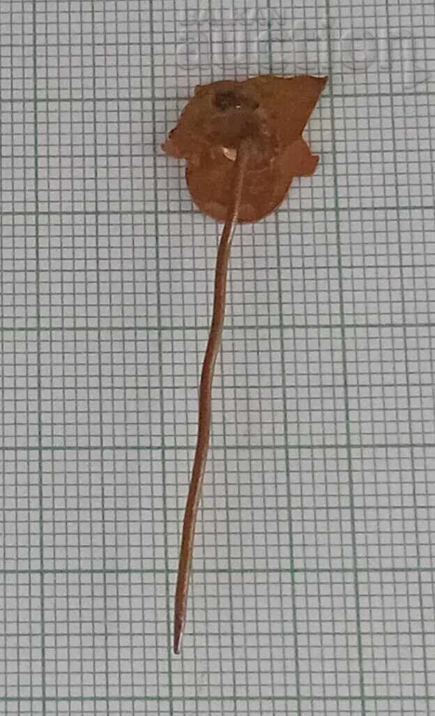 Delivery of DSO "RED FLAG" BADGE EMAIL