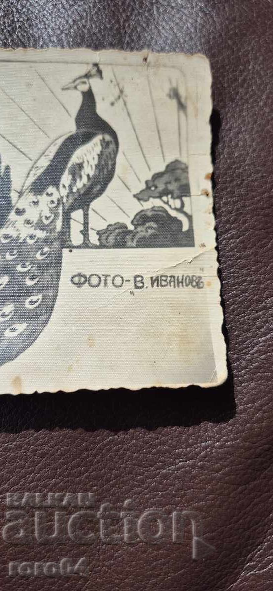 Доставка на ГВАРДЕЕЦ - ФОТО - В. ИВАНОВЪ