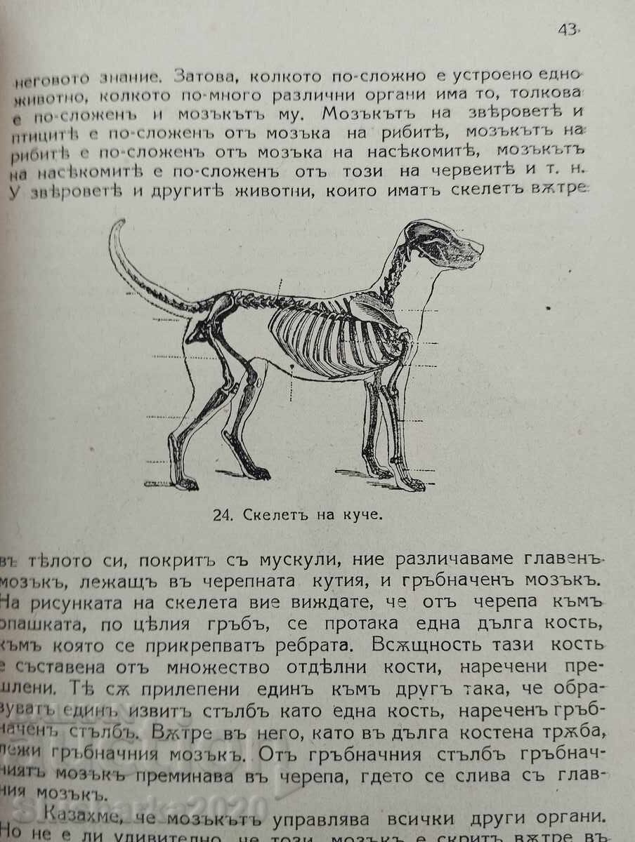 Auction Stories about animals Auction Stories about animals