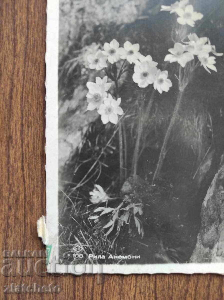 Ταχυδρομική Κάρτα Βασίλειο Βουλγαρίας - Ρίλα, Ανεμώνες με τιμή 20.00 BGN | € 10.23 Ταχυδρομική Κάρτα Βασίλειο Βουλγαρίας - Ρίλα, Ανεμώνες με τιμή 20.00 BGN | € 10.23