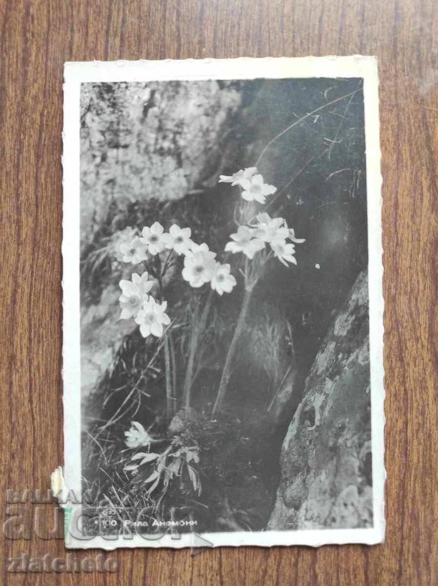 Ταχυδρομική Κάρτα Βασίλειο Βουλγαρίας - Ρίλα, Ανεμώνες Ταχυδρομική Κάρτα Βασίλειο Βουλγαρίας - Ρίλα, Ανεμώνες