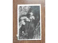 Ταχυδρομική Κάρτα Βασίλειο Βουλγαρίας - Ρίλα, Ανεμώνες