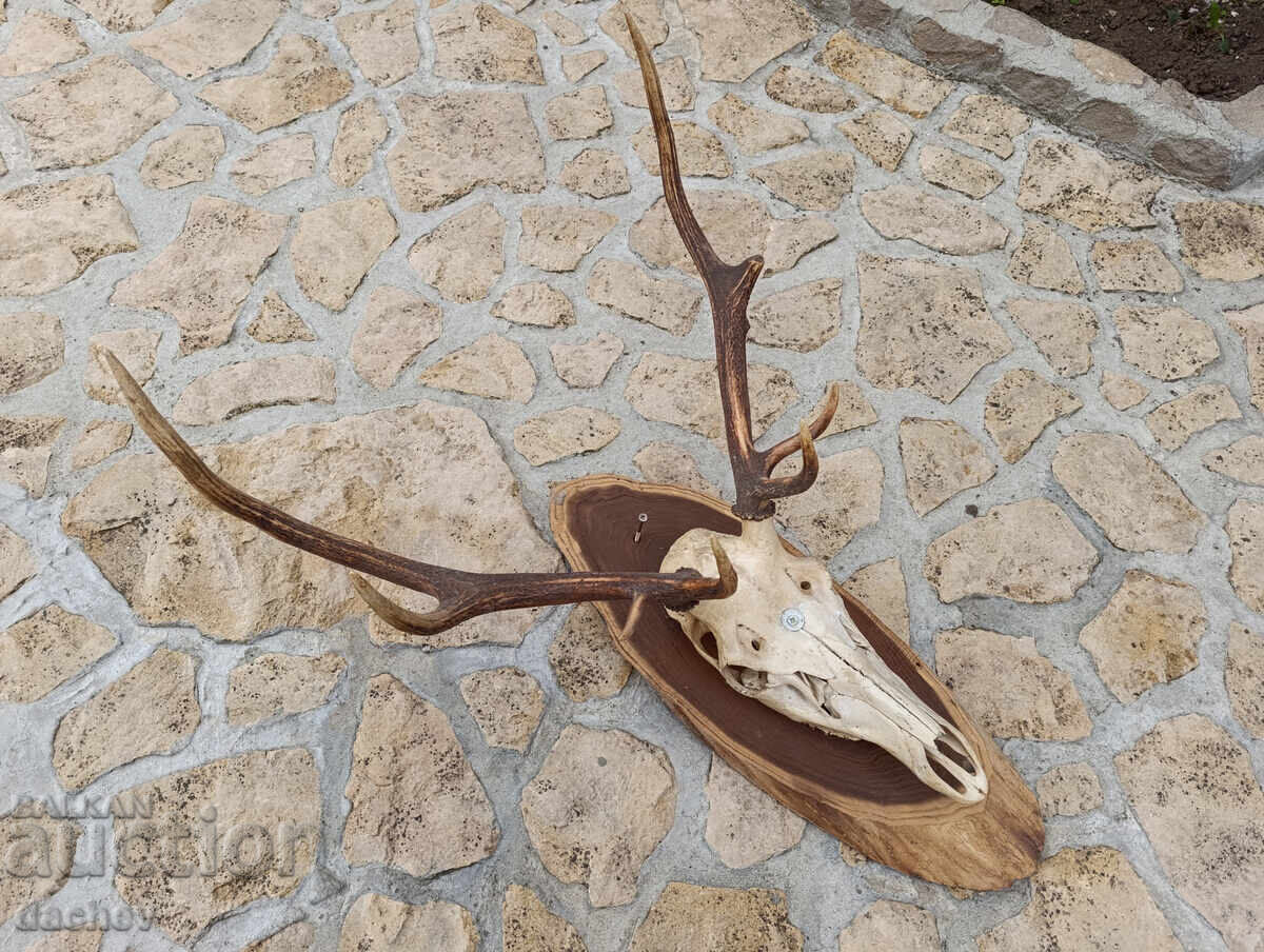 BEAUTIFUL OLD ANTLERS TROPHY NOBLE DEER MEHANA (Tavern) BITOV KUT (Corner) with price 420.00 BGN | € 214.74 BEAUTIFUL OLD ANTLERS TROPHY NOBLE DEER MEHANA (Tavern) BITOV KUT (Corner) with price 420.00 BGN | € 214.74
