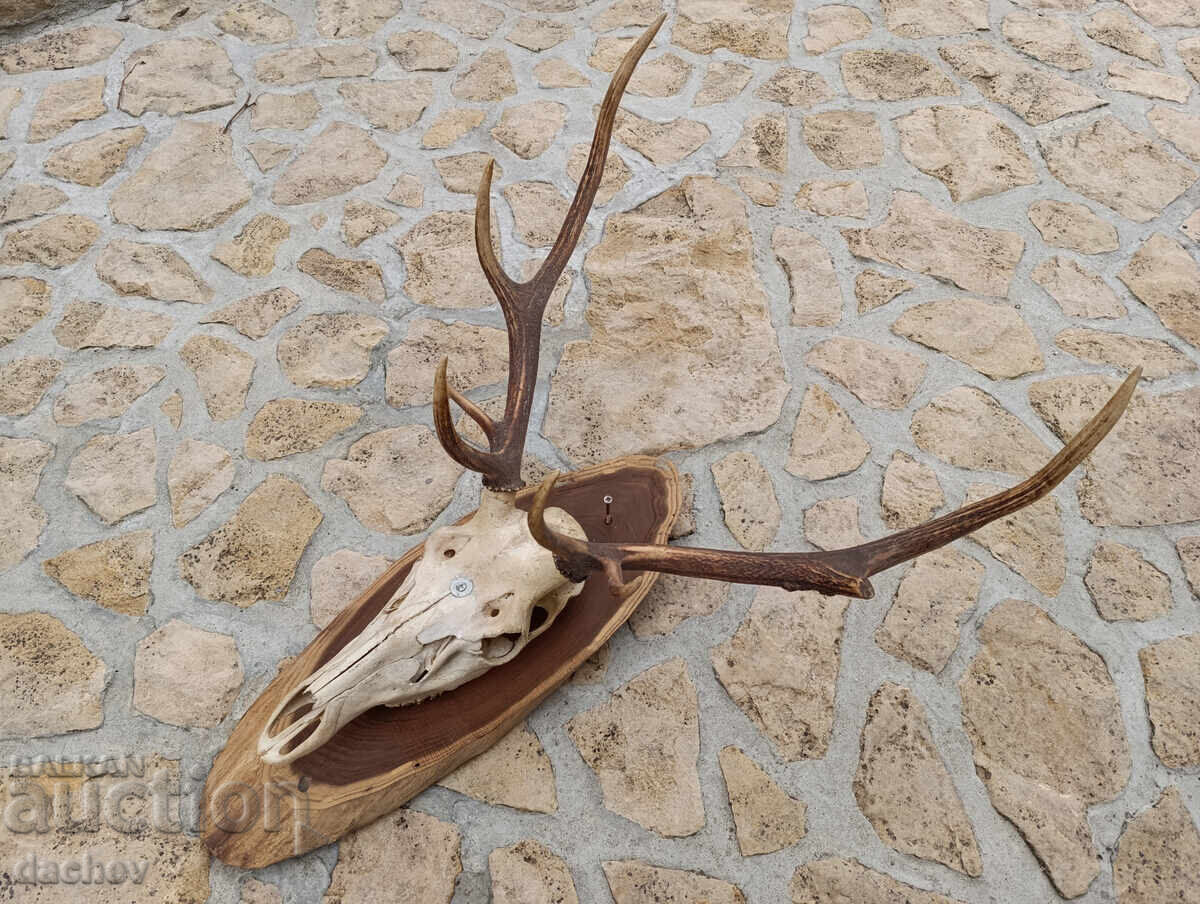 Auction BEAUTIFUL OLD ANTLERS TROPHY NOBLE DEER MEHANA (Tavern) BITOV KUT (Corner) Auction BEAUTIFUL OLD ANTLERS TROPHY NOBLE DEER MEHANA (Tavern) BITOV KUT (Corner)