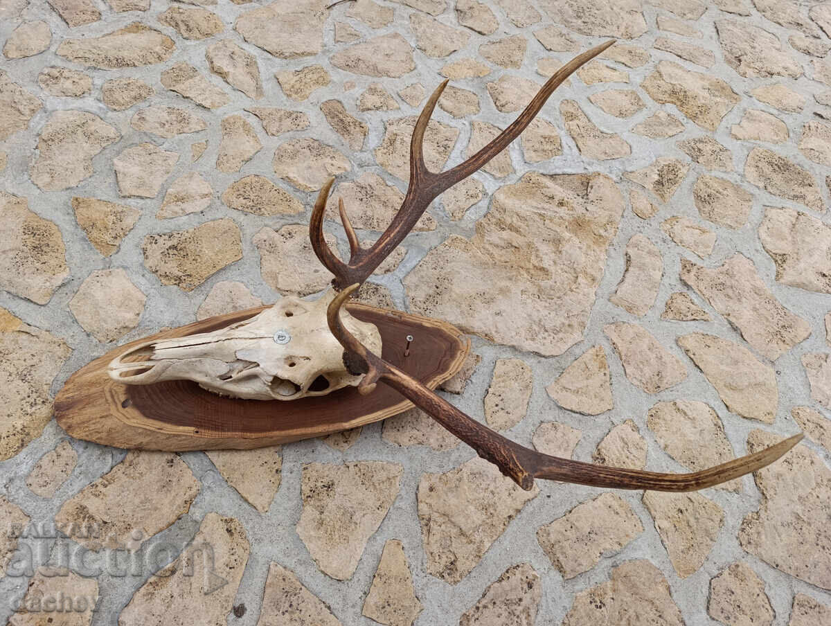 Delivery of BEAUTIFUL OLD ANTLERS TROPHY NOBLE DEER MEHANA (Tavern) BITOV KUT (Corner)