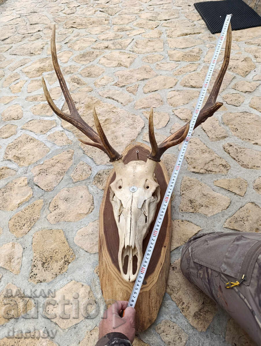 BEAUTIFUL OLD ANTLERS TROPHY NOBLE DEER MEHANA (Tavern) BITOV KUT (Corner) - 5 BEAUTIFUL OLD ANTLERS TROPHY NOBLE DEER MEHANA (Tavern) BITOV KUT (Corner) - 5